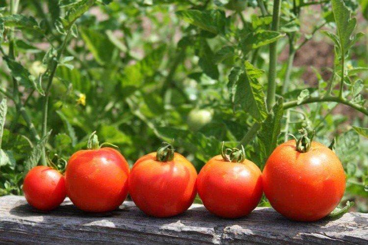 Чим підгодувати розсаду помідорів після пікірування