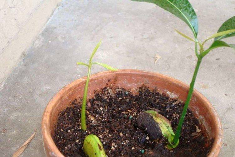 Як посадити манго - Як виростити манго з кісточки в домашніх умовах