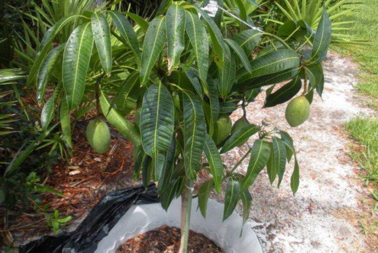 Як пересадити і формувати манго - Як виростити манго з кісточки в домашніх умовах