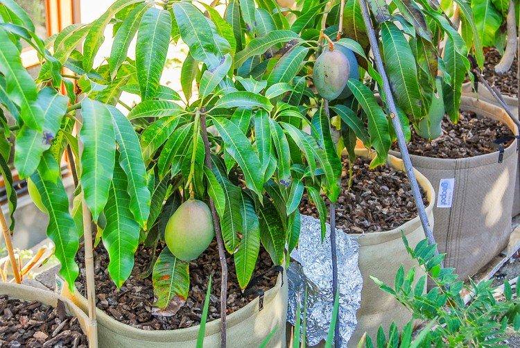 Чи дасть манго плоди - Як виростити манго з кісточки в домашніх умовах