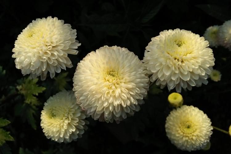 Хризантеми - фото