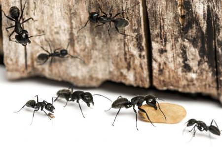 Як позбутися мурах у домі: способи та поради