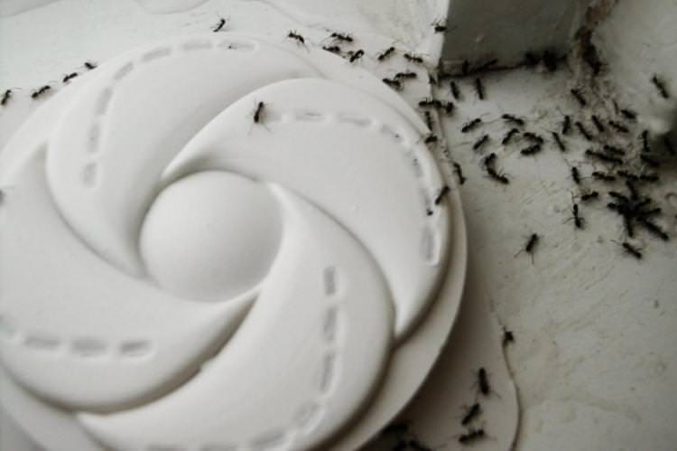 Пастки - Як позбутися мурах у домі та квартирі