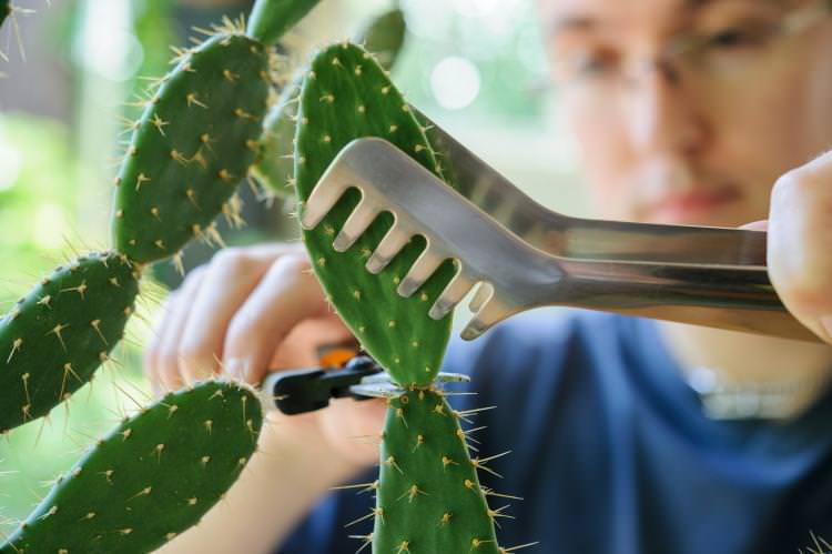 Обрізка - Догляд за домашніми кактусами