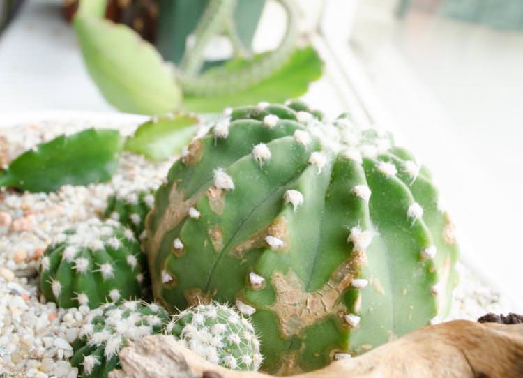 Боротьба зі шкідниками та хворобами - Домашні кактуси