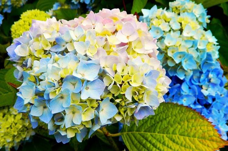 Забарвлення квітів - Догляд за гортензією