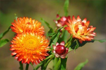 Гелихрізум (50 фото): види, посадка та правильний догляд за квіткою