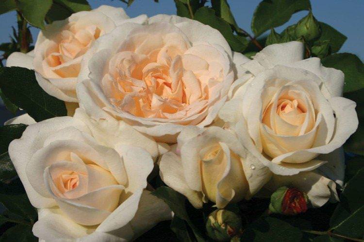 Роза флорибунда - фото