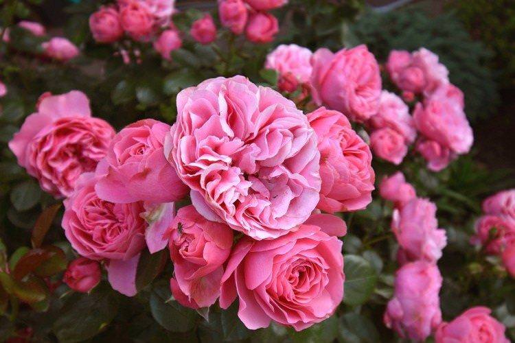 Роза флорибунда – фото