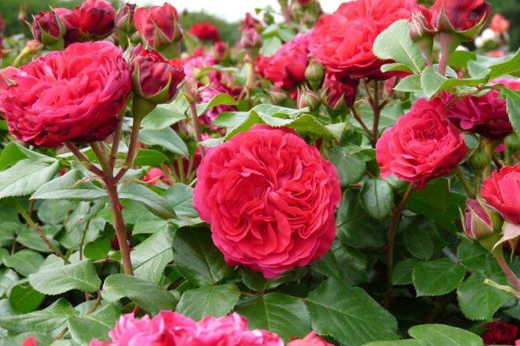 Роза флорибунда - фото