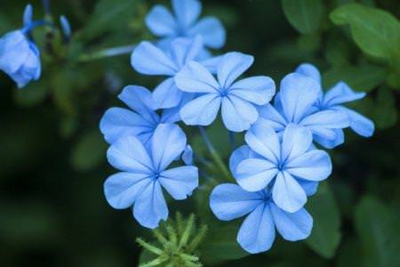 Блакитні квіти: назви, фото та описи (каталог)