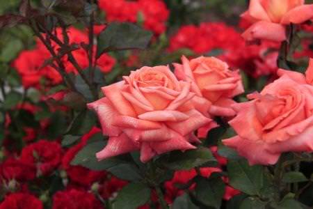 Чайно-гібридні троянди (50 фото): види, догляд та посадка у відкритому грунті