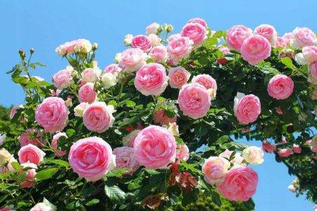 Плетиста троянда (60 фото): види, вирощування, догляд та посадка