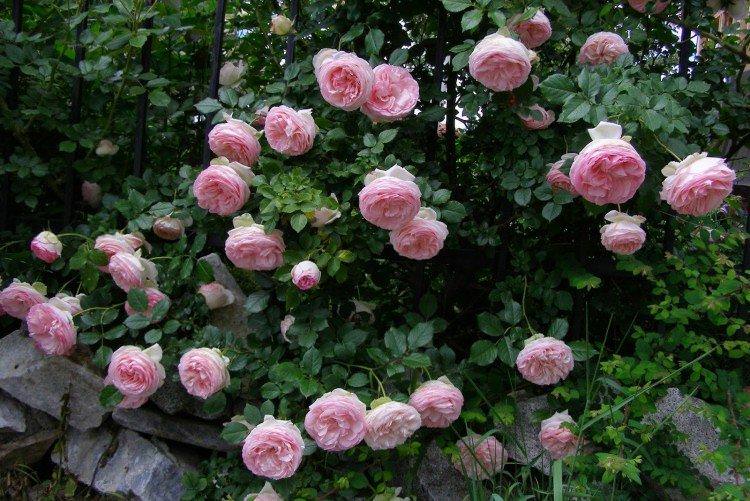 Плетисті троянди - фото