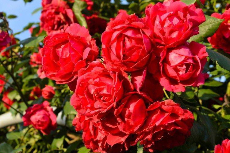 Плетисті троянди - фото