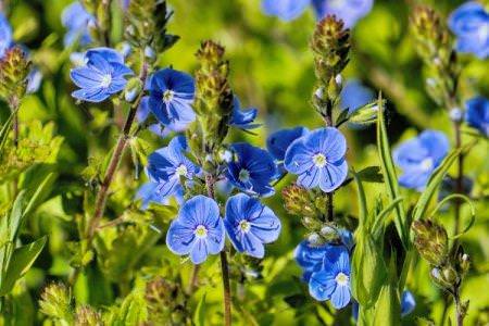 Сині квіти: назви, фото та описи (каталог)